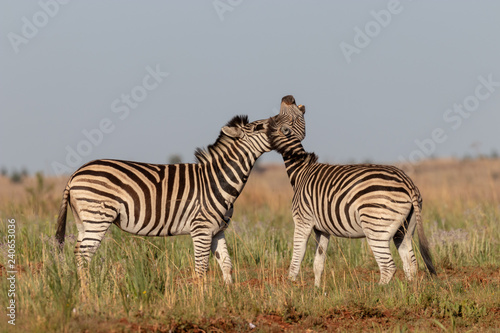 Two fighting zebras