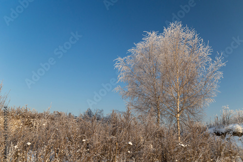 Trees covered with hoarfrost on a sunny winter day