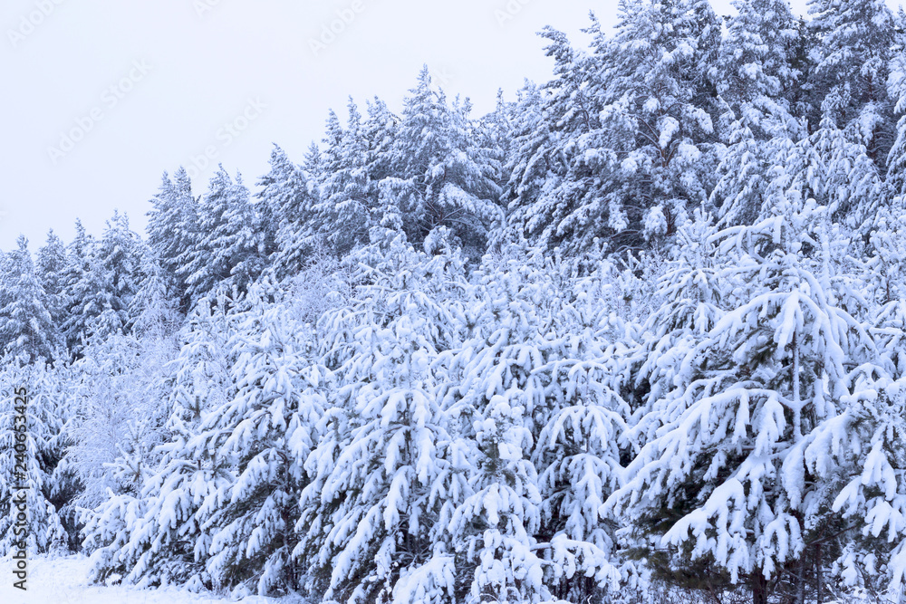 winter snow-covered forest. winter. the trees are covered with snow. nature, time of the year. winter snow-covered forest. winter. the trees are covered with snow. nature, time of the year.