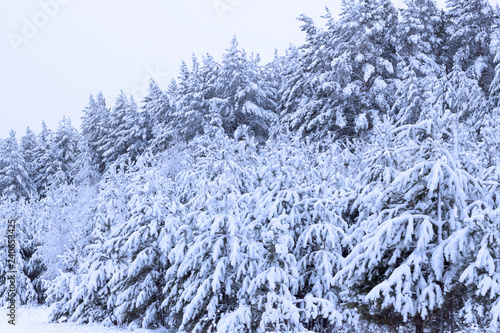 winter snow-covered forest. winter. the trees are covered with snow. nature, time of the year.