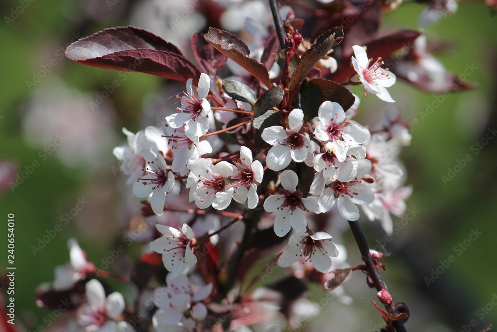 Obraz premium Purple leaf sand cherry or dwarf red-leaf plum (Prunus cistena). Branch with flowers and foliage