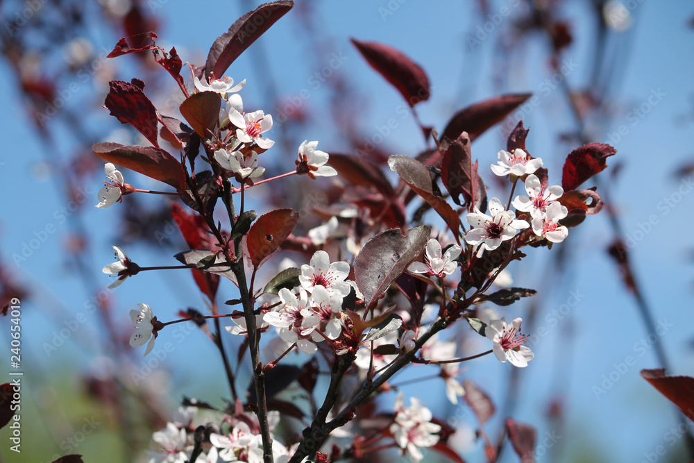 Purple leaf sand cherry or dwarf red-leaf plum (Prunus cistena). Branch with flowers and foliage Purple leaf sand cherry or dwarf red-leaf plum (Prunus cistena). Branch with flowers and foliage