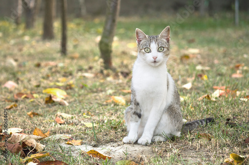 female domestic cat sitting in the garden