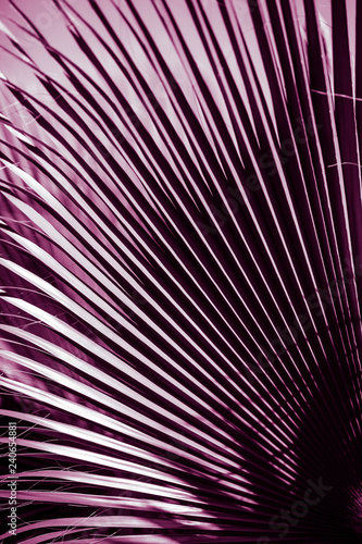 natural poster. palm leaf. closeup. purple