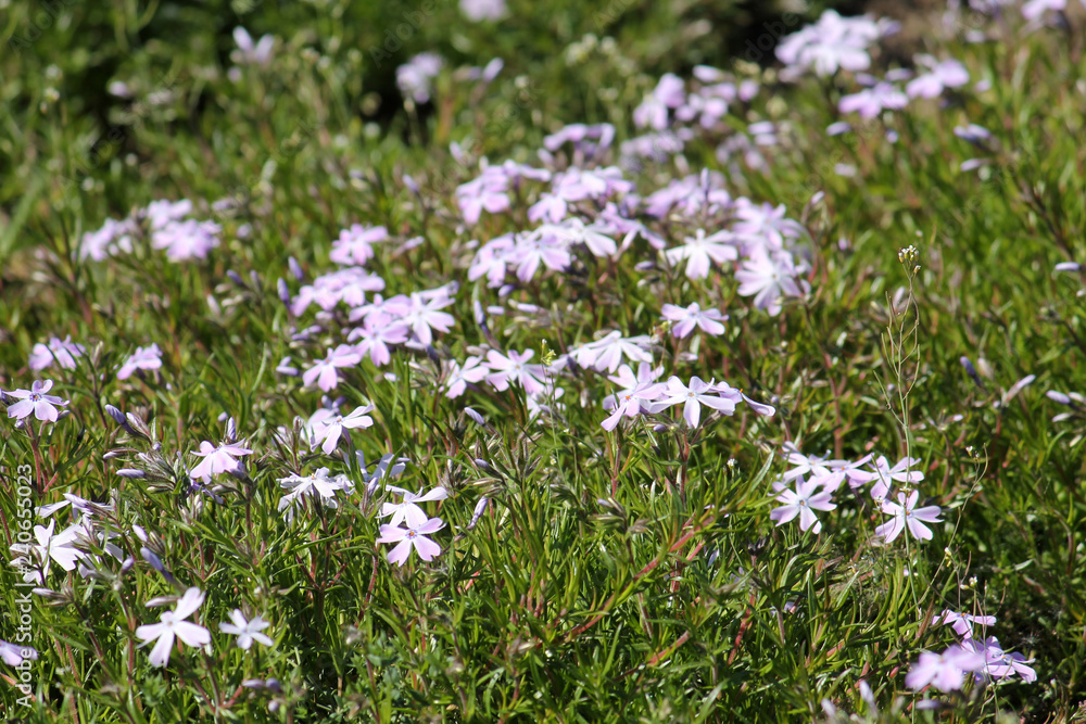 Wild Phlox subulata or creeping phlox in garden Wild Phlox subulata or creeping phlox in garden
