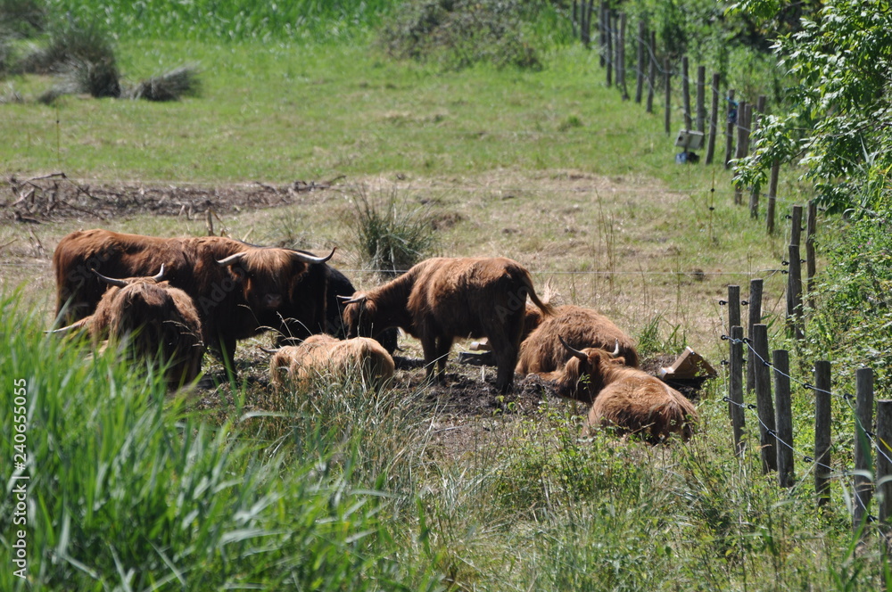 Troupeau de vaches Highland Cattle dans une prairie Troupeau de vaches Highland Cattle dans une prairie