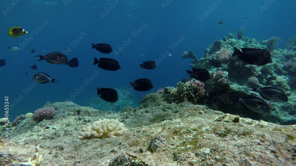 Video shooting at a shallow depth. The corals and tropical fish. Video shooting at a shallow depth. The corals and tropical fish.