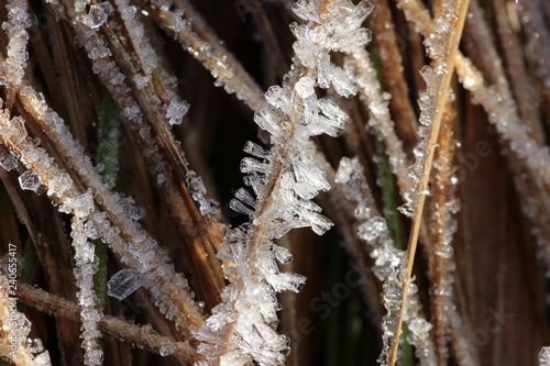 Detail eines Grases mit Eiskristallen photo