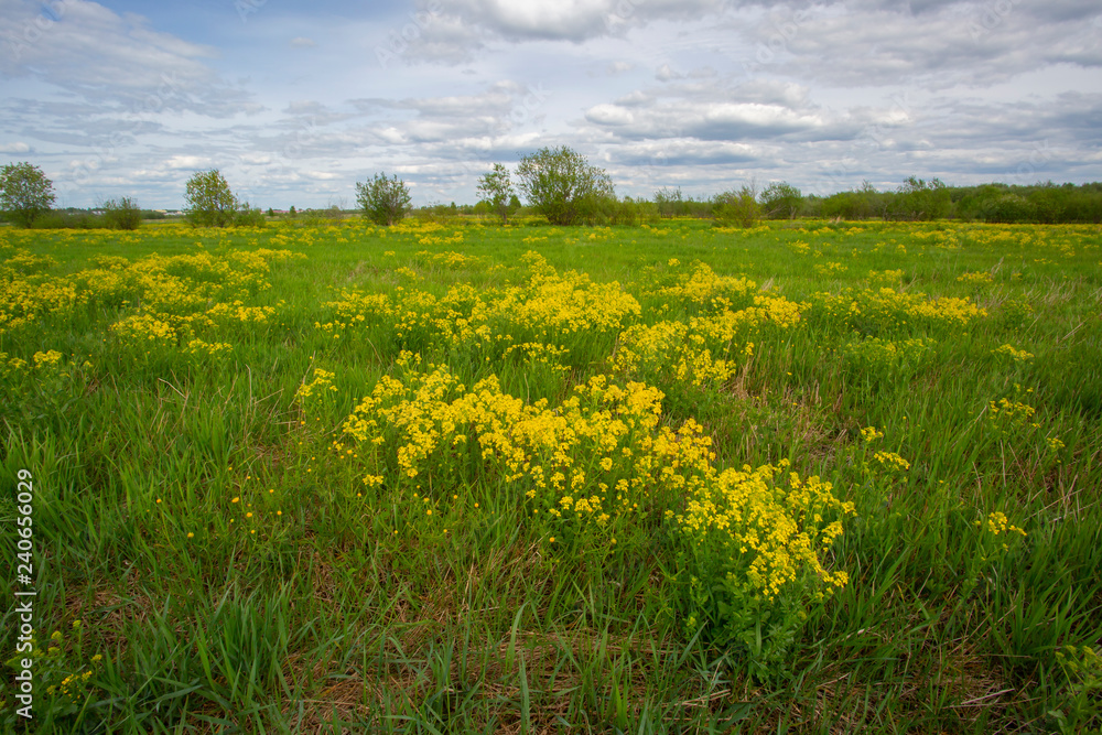green field of yellow flowers