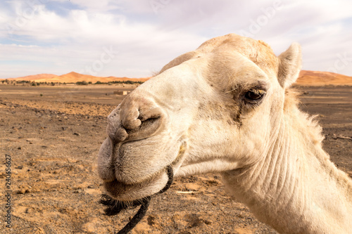 Close-up view of camel's face in Sahara desert near Merzouga town in Morocco