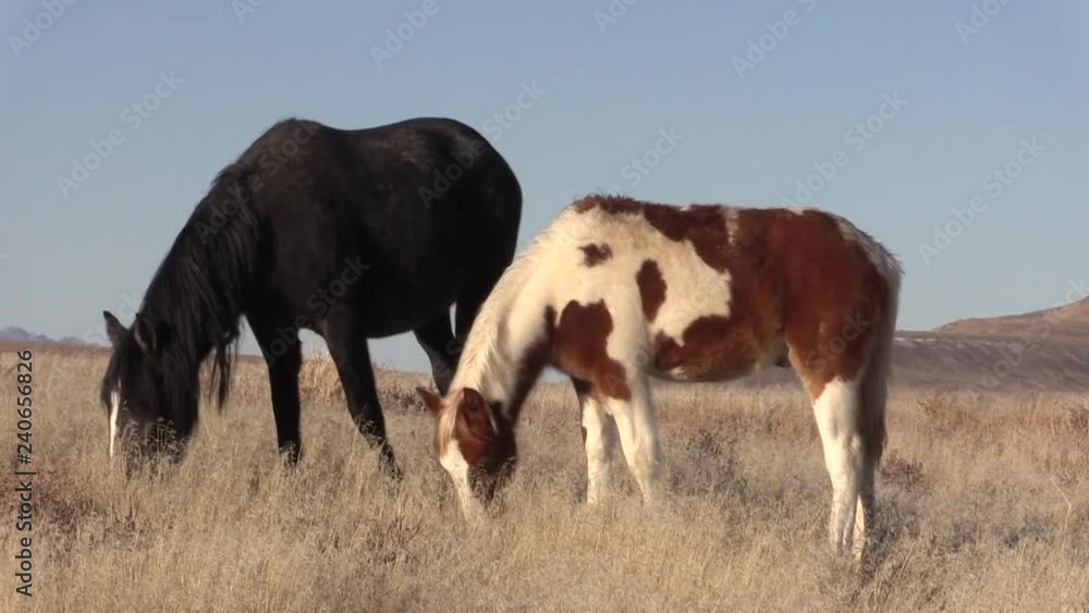 Wild Horses in the Utah Desert in Winter Wild Horses in the Utah Desert in Winter