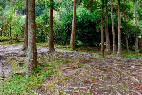 Beautiful View over Forest with tree roots, Furnas, Azores photo