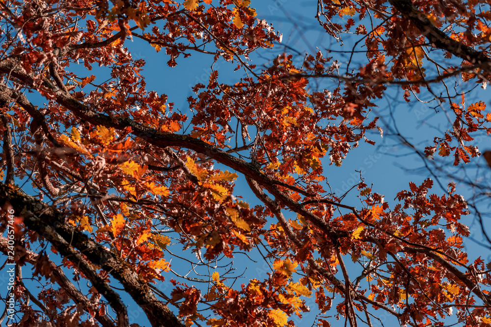 colorful winter oak branches against clear blue sky colorful winter oak branches against clear blue sky