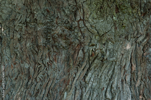 Texturen Eiche