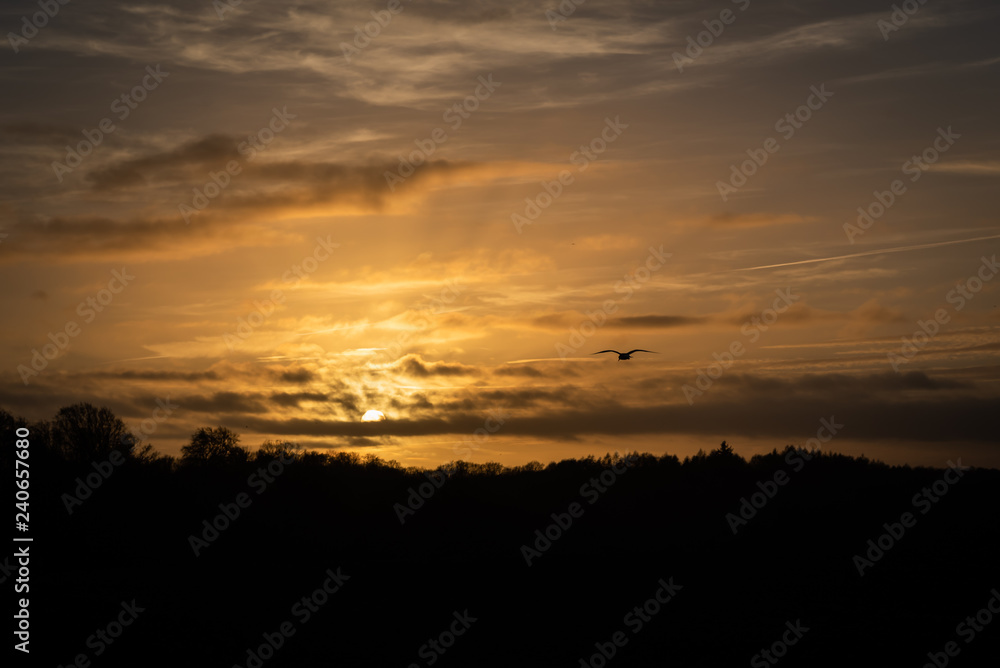 Lonesome bird over beautiful setting sun reflecting on hazy clouds Lonesome bird over beautiful setting sun reflecting on hazy clouds
