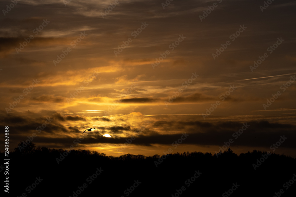 Lonesome bird over beautiful setting sun reflecting on hazy clouds Lonesome bird over beautiful setting sun reflecting on hazy clouds