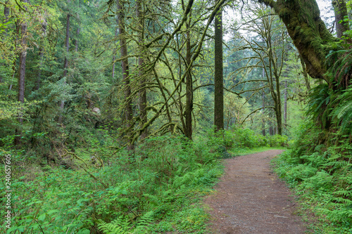 Trail through the rain forest at Golden and Silver Falls State Natural Area  Oregon  USA