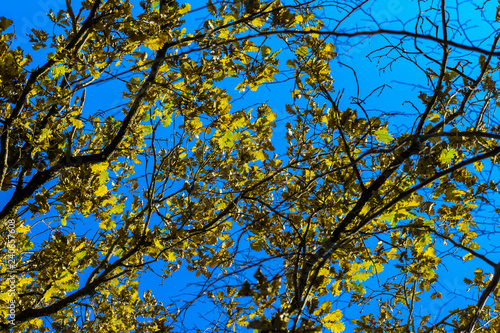 lively winter oak leaves on clear blue sky