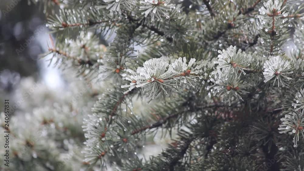 The branches of blue spruce or pine. Needles are covered with frost and water droplets. Christmas background. Selective focus, close-up. The branches of blue spruce or pine. Needles are covered with frost and water droplets. Christmas background. Selective focus, close-up.