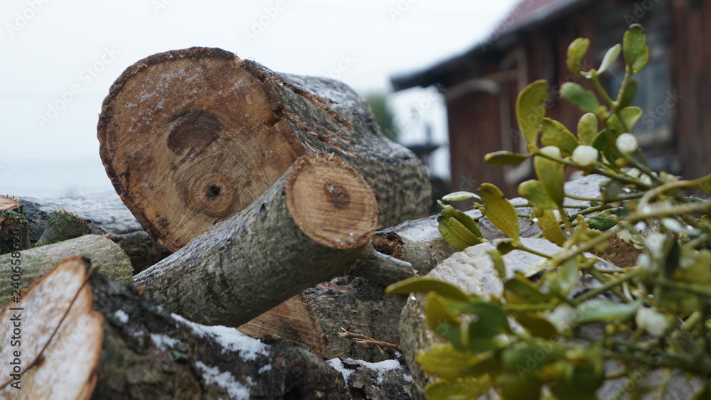 przyroda natura drzewo jemioła przyroda natura drzewo jemioła