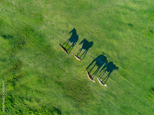 Obraz na płótnie Top view of grazing horses in field w salonie