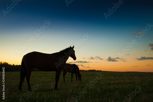 Horses grazing at sunset