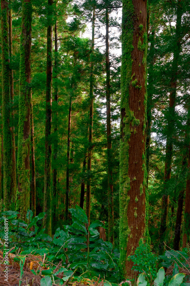 Wooded forest trees, Azores