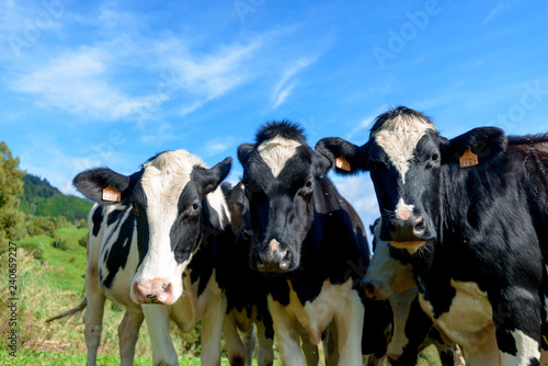Beautiful Cows in the hill, Azores