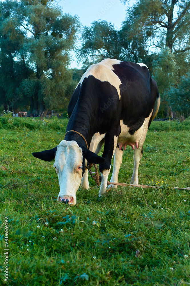 ? dairy cow with white and black spots grazes on a green meadow in rural areas.