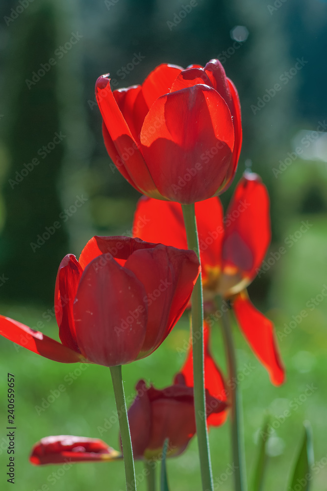 Fototapeta premium Bunter Sommer