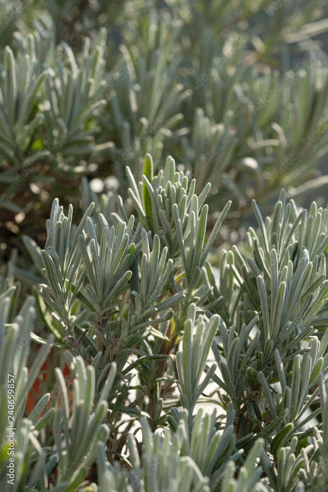 Obraz premium Lavendel im Hochformat