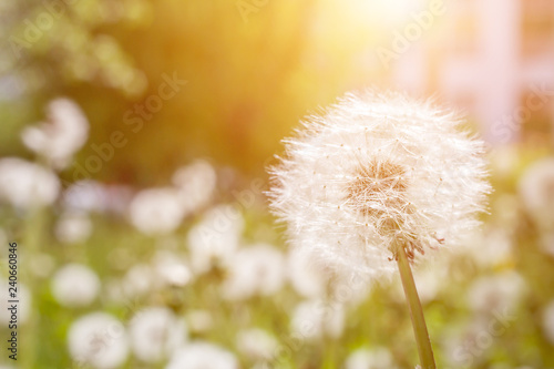 Meadow Of Dandelions to Make Dandelion Wine. Sunset or Sunrise