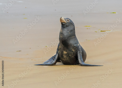 sea lion sitting on the beach