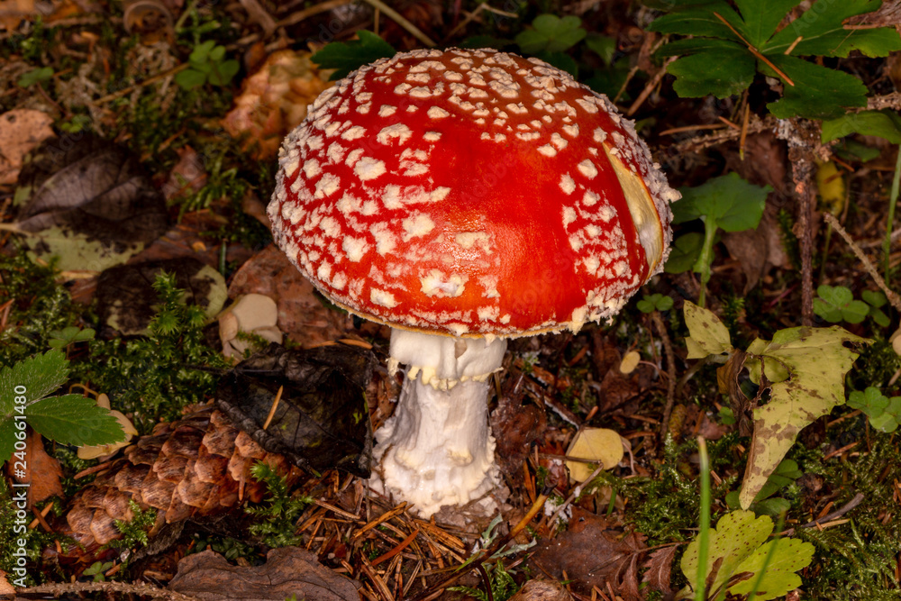 Amanita muscaria. Poisonous, inedible mushroom. Amanita muscaria. Poisonous, inedible mushroom.