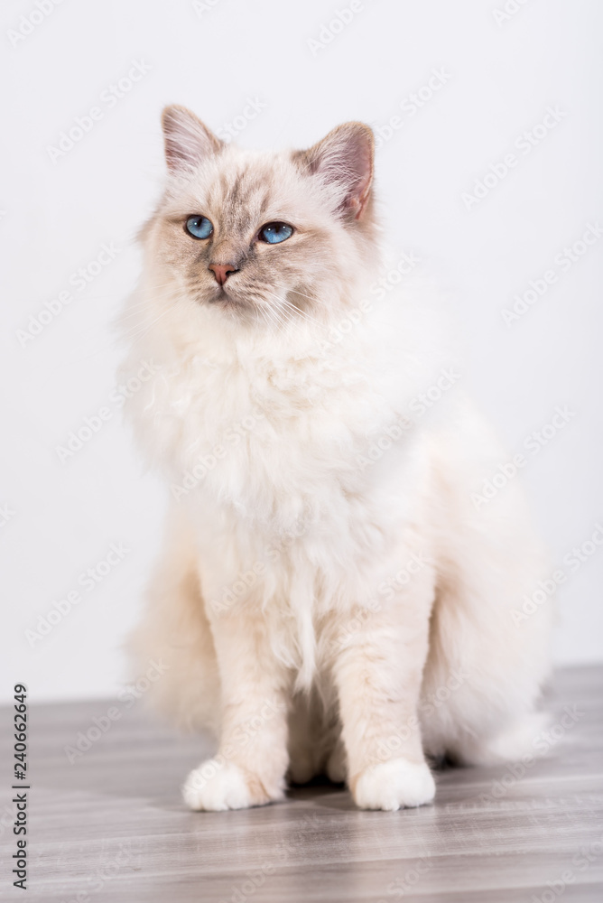 Fototapeta premium Portrait of beautiful sacred cat of burma