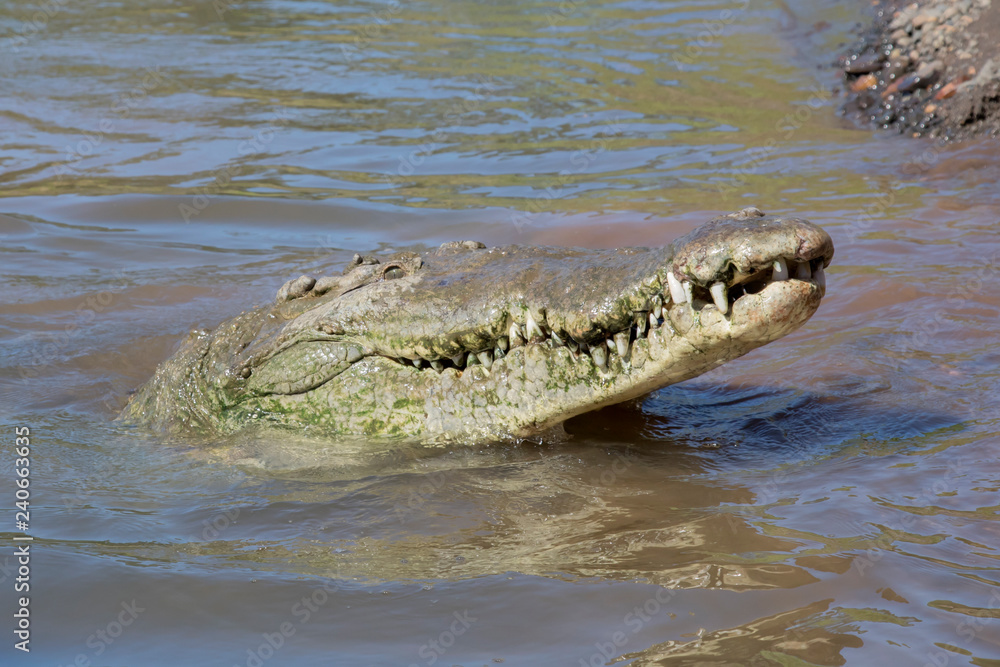 American Crocodile in the Tarcoles River, Costa Rica American Crocodile in the Tarcoles River, Costa Rica