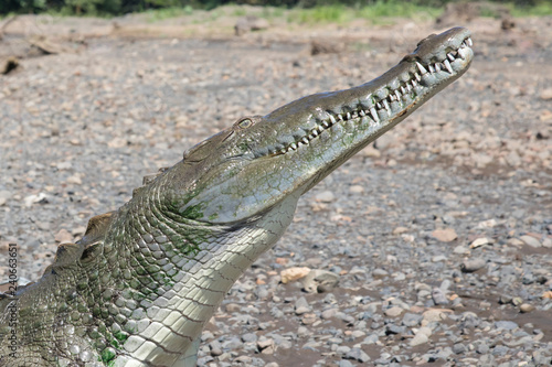 American Crocodile in the Tarcoles River, Costa Rica