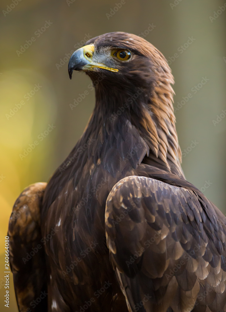 Obraz premium Portrait Steinadler