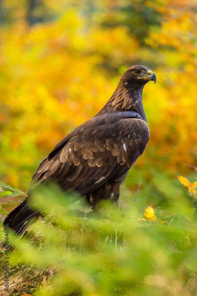 steinadler-sitzend-vor-herbstwaldhintergrund-stock-photo-adobe-stock