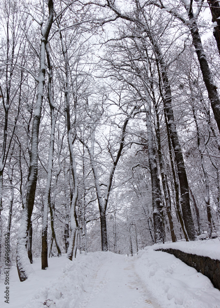 the road in the winter forest and trees in the snow on a cloudy day the road in the winter forest and trees in the snow on a cloudy day