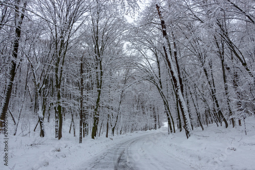 the road in the winter forest and trees in the snow on a cloudy day