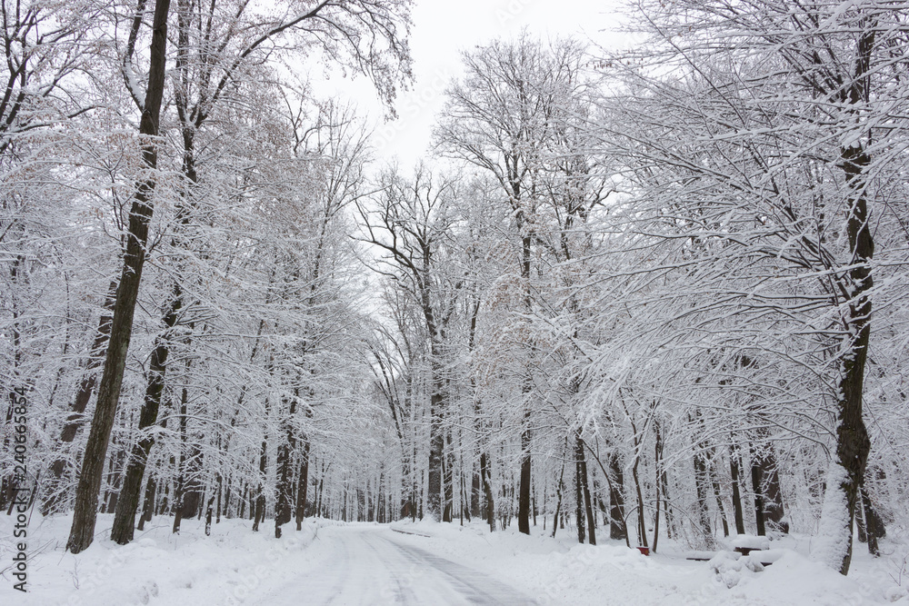 the road in the winter forest and trees in the snow on a cloudy day the road in the winter forest and trees in the snow on a cloudy day