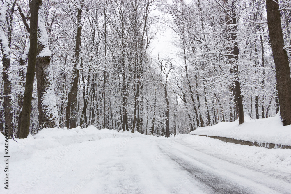 the road in the winter forest and trees in the snow on a cloudy day the road in the winter forest and trees in the snow on a cloudy day