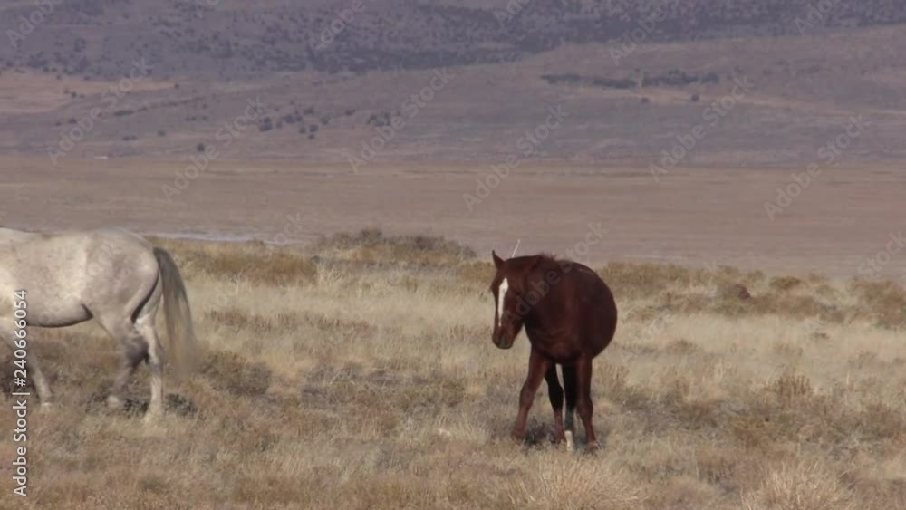 Wild Horses in the Utah Desert in Winter Wild Horses in the Utah Desert in Winter