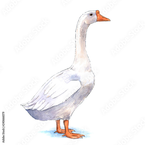 Farm goose watercolor illustration on white background photo