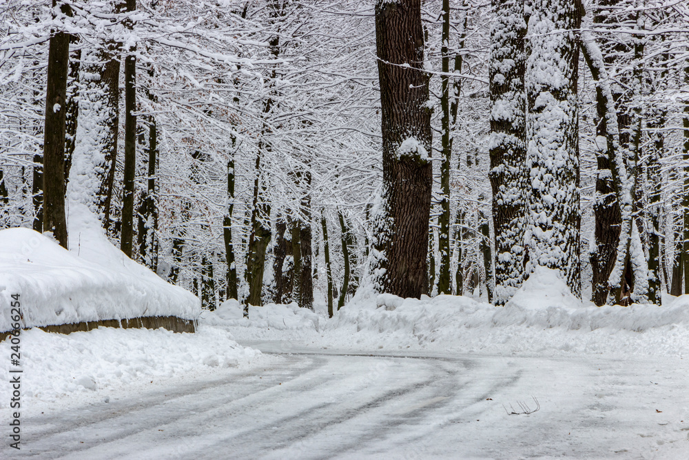Fototapeta premium the road in the winter forest and trees in the snow on a cloudy day