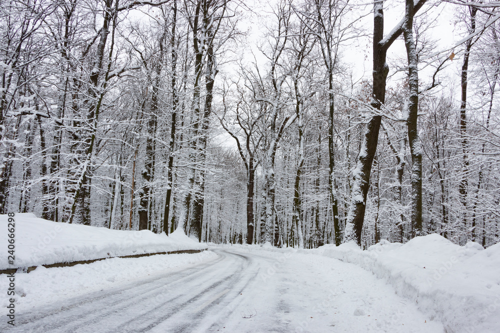 the road in the winter forest and trees in the snow on a cloudy day the road in the winter forest and trees in the snow on a cloudy day
