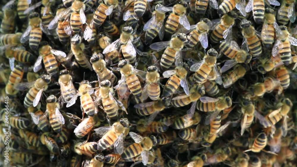 Bee's colony Close shot of beehive making honey Bee's colony Close shot of beehive making honey