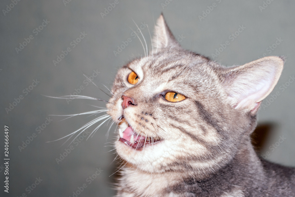 closeup portrait of gray angry severe and serious cat looking strictly with open mouth