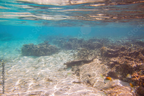 Snorkeling. Colorful view of underwater world. Dead coral reefs  sea grass   white sand and turquoise water. Indian Ocean  Maldives. Beautiful backgrounds.